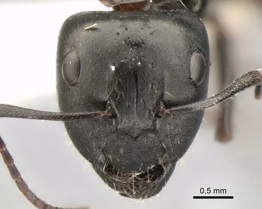 Camponotus gestroi specimen CASENT0882034 image casent0882034_2