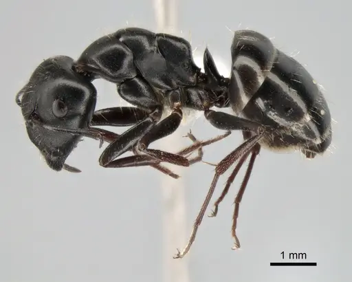 Camponotus gestroi specimen CASENT0882034 image casent0882034_3