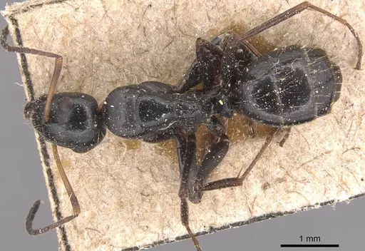Camponotus gestroi specimen CASENT0905391 image casent0905391_1