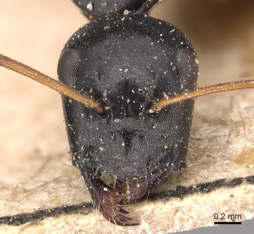 Camponotus gestroi specimen CASENT0905391 image casent0905391_2