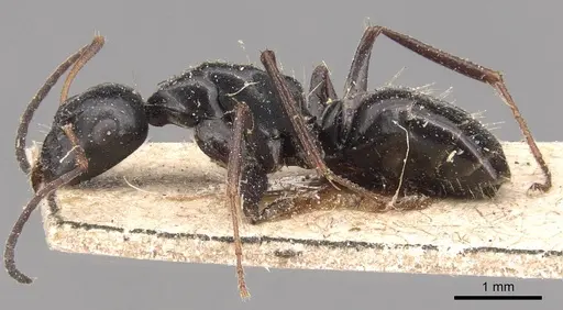 Camponotus gestroi specimen CASENT0905391 image casent0905391_3
