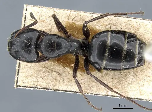 Camponotus gestroi specimen CASENT0905794 image casent0905794_1