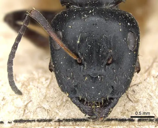 Camponotus gestroi specimen CASENT0905794 image casent0905794_2