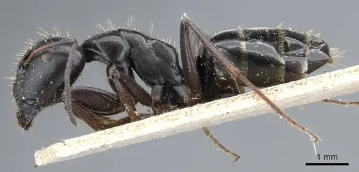 Camponotus gestroi specimen CASENT0905794 image casent0905794_3