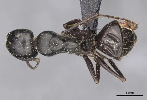 Camponotus gestroi specimen CASENT0910430 image casent0910430_1