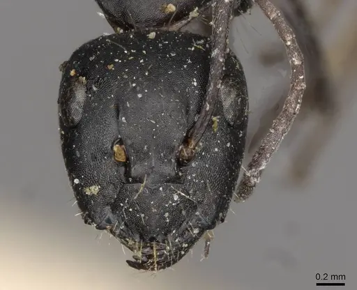 Camponotus gestroi specimen CASENT0910430 image casent0910430_2