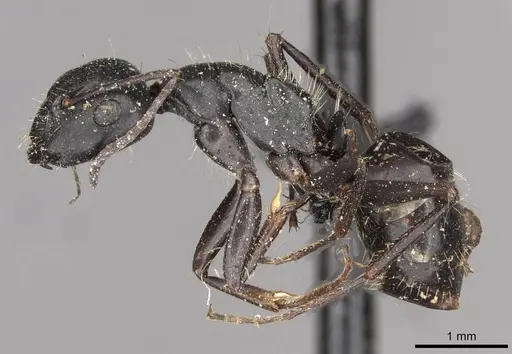 Camponotus gestroi specimen CASENT0910430 image casent0910430_3