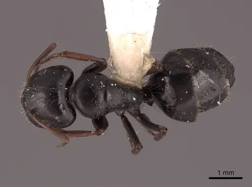 Camponotus gestroi specimen FMNHINS0000045753 image fmnhins0000045753_1