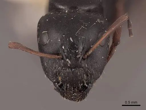 Camponotus gestroi specimen FMNHINS0000045753 image fmnhins0000045753_2