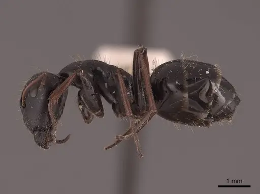 Camponotus gestroi specimen FMNHINS0000045753 image fmnhins0000045753_3