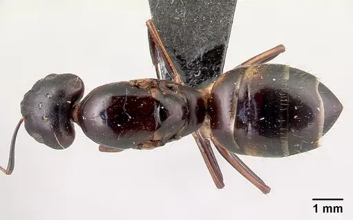 Camponotus gibber specimen CASENT0061409 image casent0061409_1