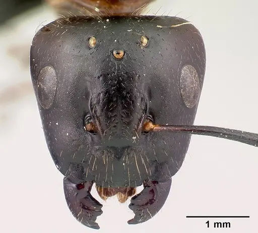 Camponotus gibber specimen CASENT0061409 image casent0061409_2