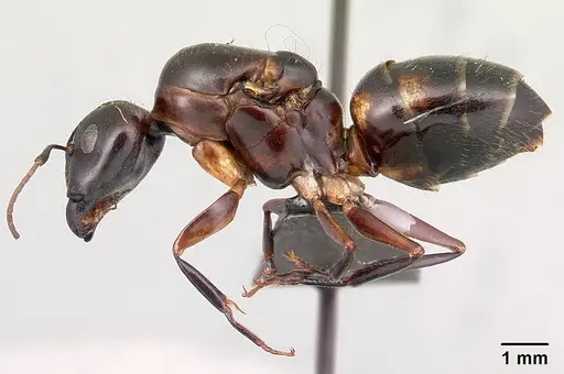 Camponotus gibber specimen CASENT0061409 image casent0061409_3