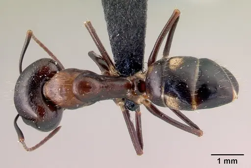 Camponotus gibber specimen CASENT0061410 image casent0061410_1
