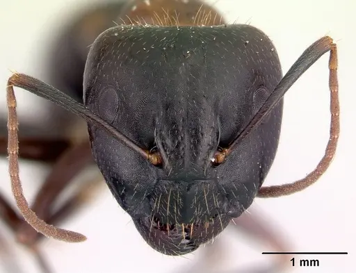 Camponotus gibber specimen CASENT0061410 image casent0061410_2