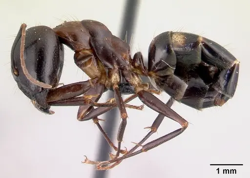 Camponotus gibber specimen CASENT0061410 image casent0061410_3