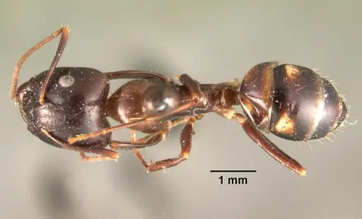 Camponotus gibber specimen CASENT0101439 image casent0101439_1