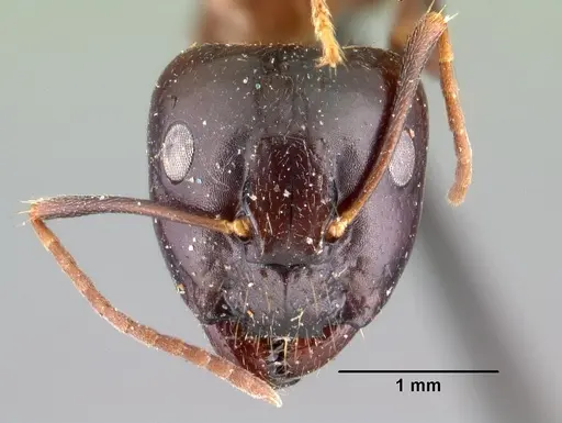 Camponotus gibber specimen CASENT0101439 image casent0101439_2