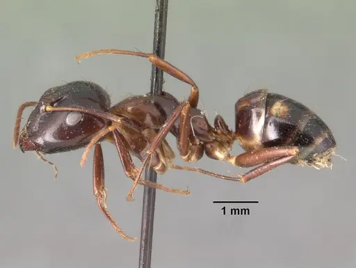 Camponotus gibber specimen CASENT0101439 image casent0101439_3