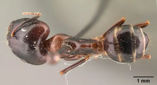 Camponotus gibber specimen CASENT0101440 image casent0101440_1