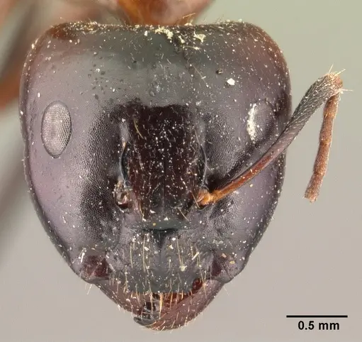 Camponotus gibber specimen CASENT0101440 image casent0101440_2