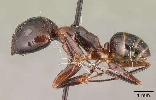 Camponotus gibber specimen CASENT0101440 image casent0101440_3