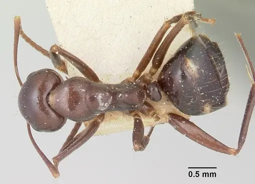 Camponotus gibber specimen CASENT0101513 image casent0101513_1