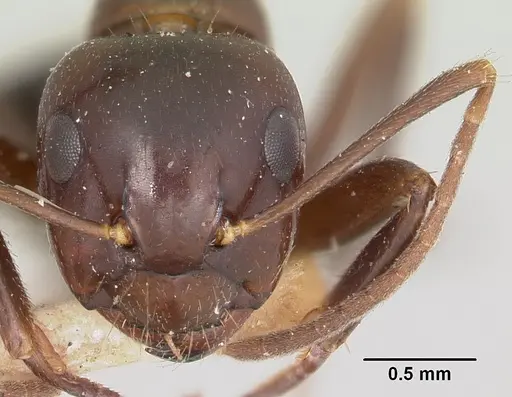 Camponotus gibber specimen CASENT0101513 image casent0101513_2
