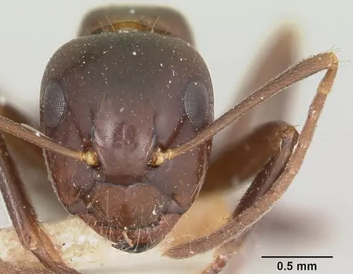 Camponotus gibber specimen CASENT0101513 image casent0101513_3