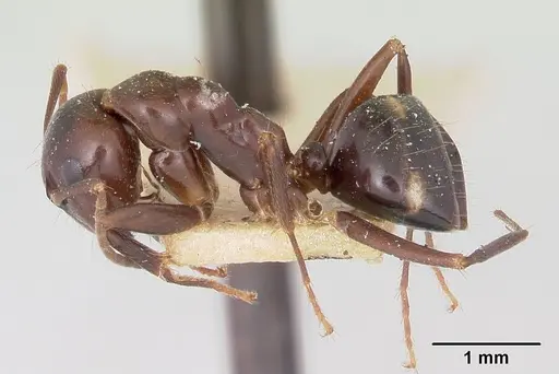 Camponotus gibber specimen CASENT0101513 image casent0101513_4