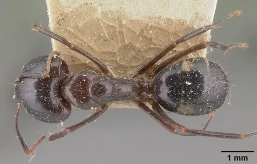 Camponotus gibber specimen CASENT0101528 image casent0101528_1