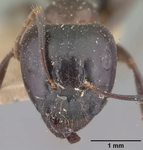 Camponotus gibber specimen CASENT0101528 image casent0101528_2