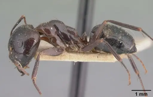 Camponotus gibber specimen CASENT0101528 image casent0101528_3