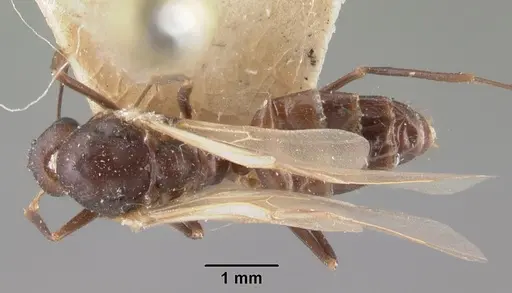 Camponotus gibber specimen CASENT0101536 image casent0101536_1