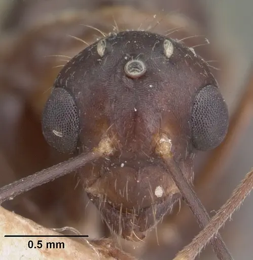 Camponotus gibber specimen CASENT0101536 image casent0101536_2