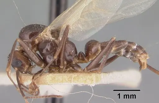 Camponotus gibber specimen CASENT0101536 image casent0101536_3