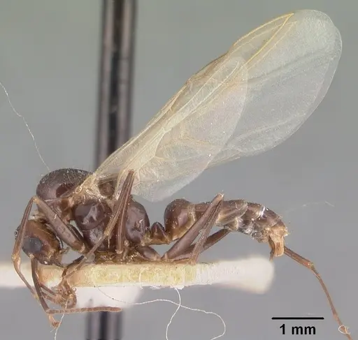 Camponotus gibber specimen CASENT0101536 image casent0101536_4