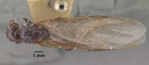 Camponotus gibber specimen CASENT0101537 image casent0101537_1