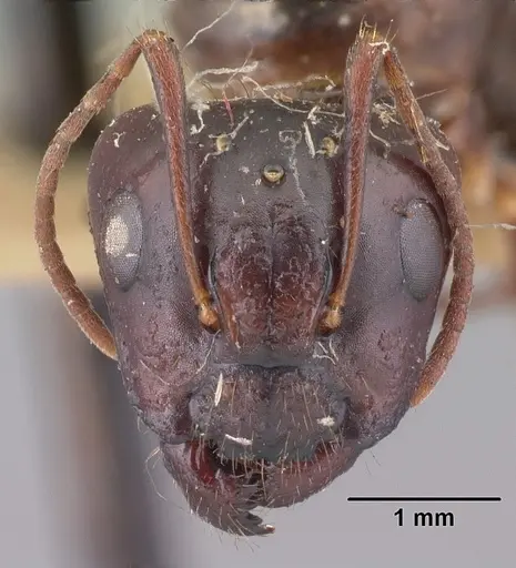 Camponotus gibber specimen CASENT0101537 image casent0101537_2