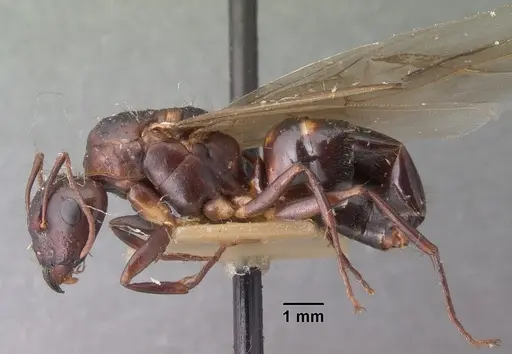 Camponotus gibber specimen CASENT0101537 image casent0101537_3