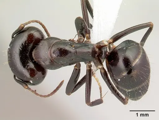Camponotus gibber specimen CASENT0179433 image casent0179433_1