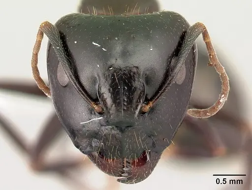 Camponotus gibber specimen CASENT0179433 image casent0179433_2