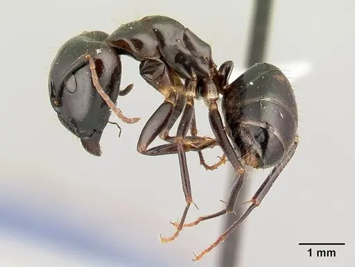 Camponotus gibber specimen CASENT0179433 image casent0179433_3
