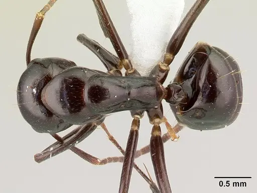 Camponotus gibber specimen CASENT0188619 image casent0188619_1