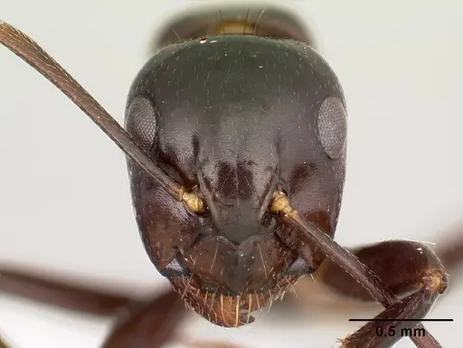 Camponotus gibber specimen CASENT0188619 image casent0188619_2