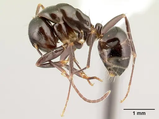 Camponotus gibber specimen CASENT0188619 image casent0188619_3