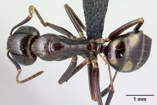 Camponotus gibber specimen CASENT0491497 image casent0491497_1