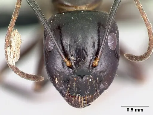 Camponotus gibber specimen CASENT0491497 image casent0491497_2