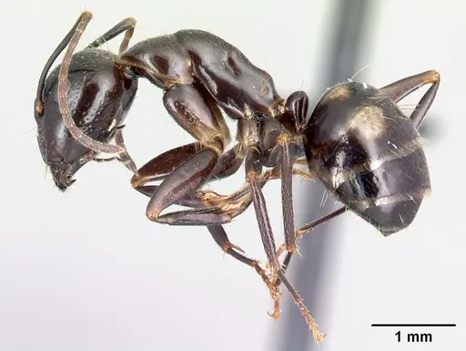 Camponotus gibber specimen CASENT0491497 image casent0491497_3