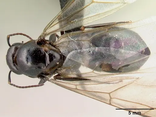 Camponotus gibber specimen CASENT0491501 image casent0491501_1